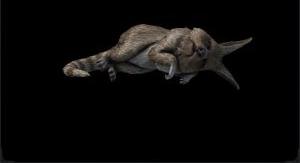 Clutch's Jerboa